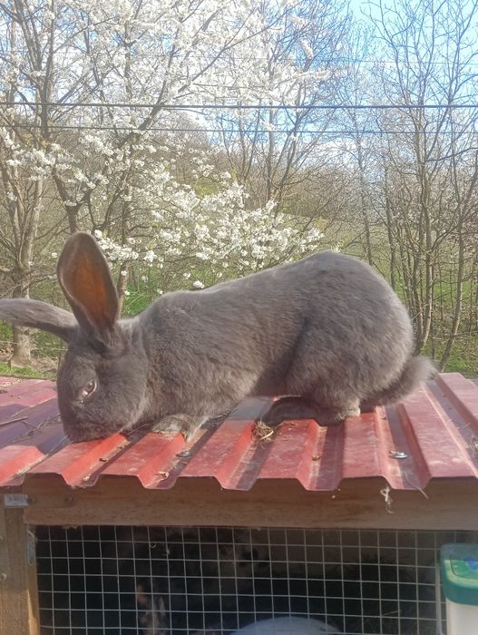 Królik Srokacz Niebieski