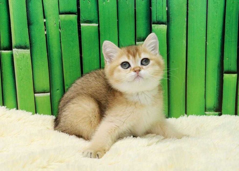 чудесный котик британчик