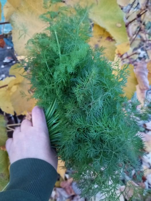 Продам кріп !!! У м.Кривий ріг