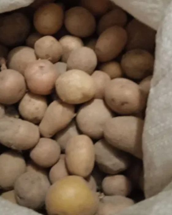 Продається дрібна картопля.