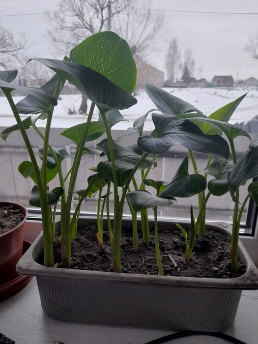 Калла квіти кали