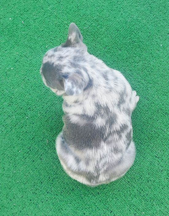 Bulldog francês fêmea blue Merle