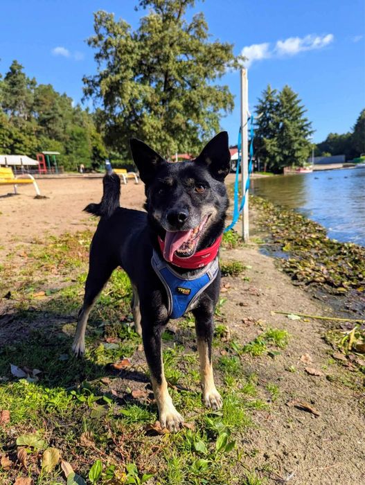 Spokojny psiak Szach szuka domu!