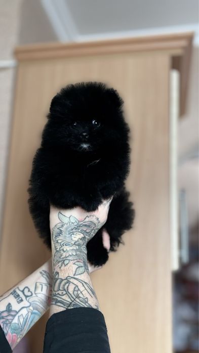 хлопчик шоу класу тип ведмедик