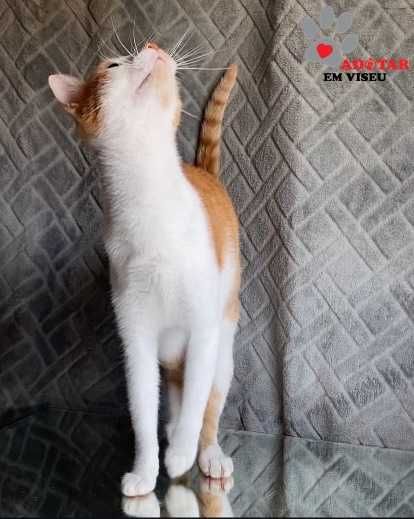 ESTERILIZADA | Gata jovem disponível para adoção responsável