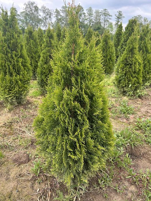 Gęsta tuja szmaragd 110-120 cm