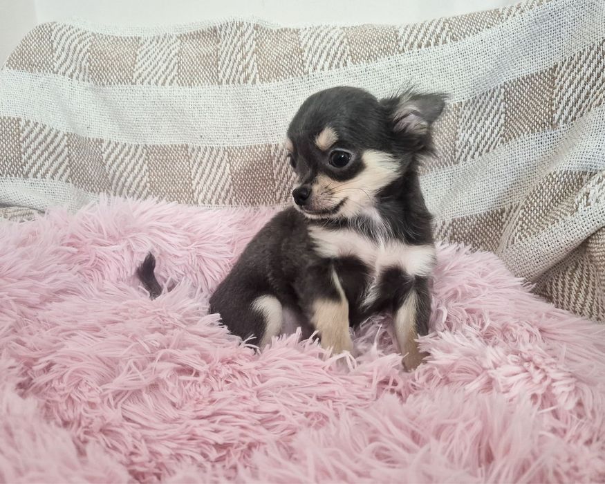 Chihuahua piesek długowłosy niebieski szczenię