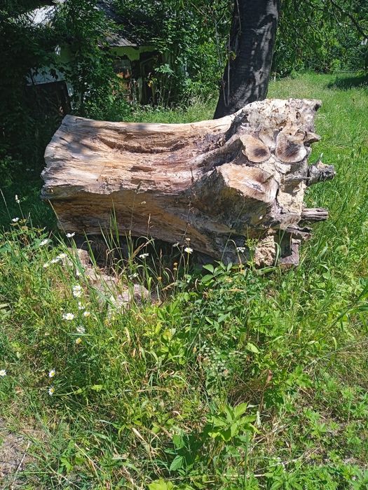 Продам пень горіха