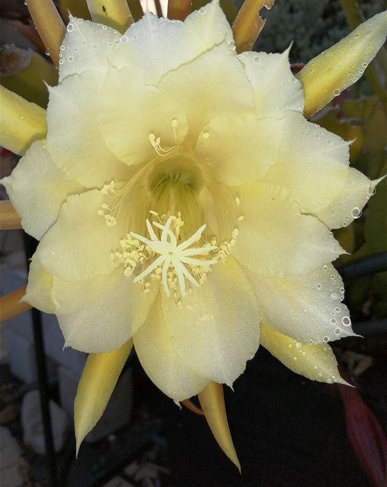 Cato orquídea com flor amarela