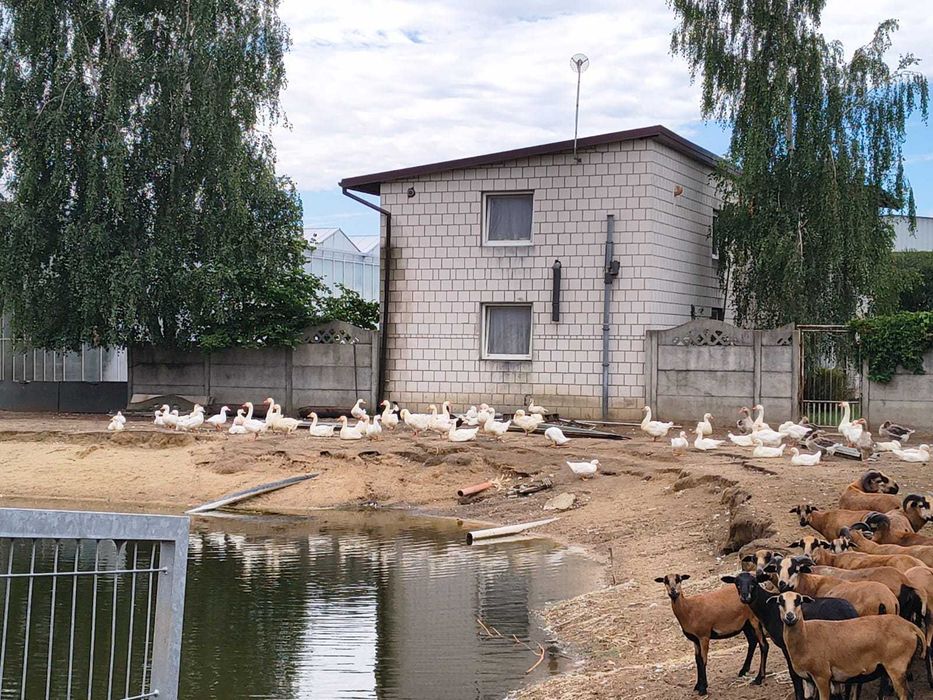 Sprzedam zwierzęta hodowlane