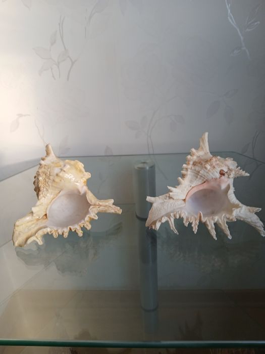 Ракушки морские,океанические,большие