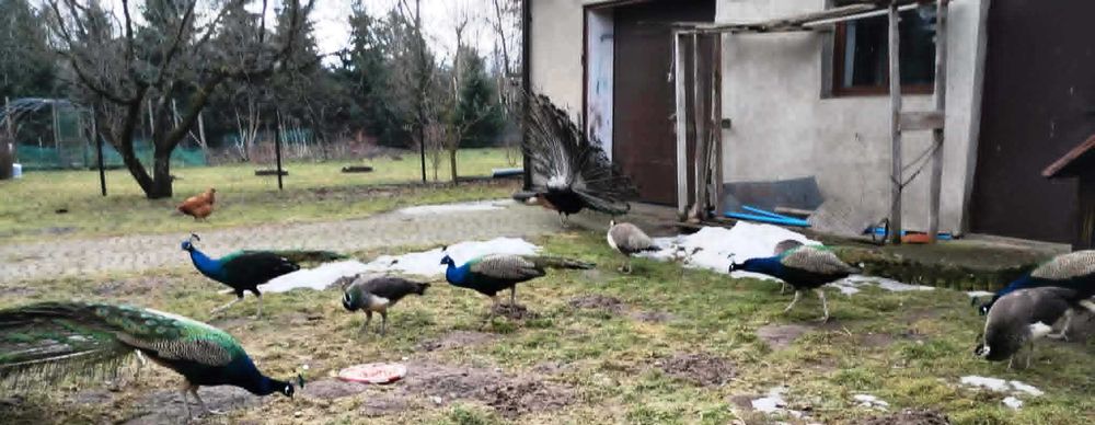 Na sprzedaż piękne pawie