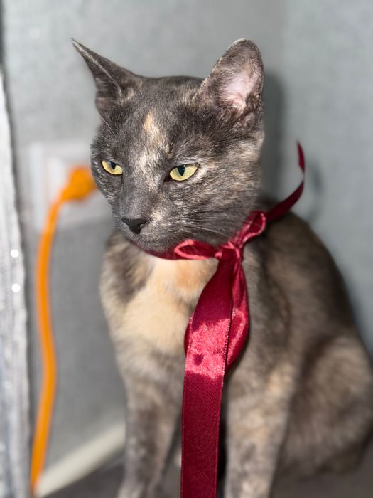 Надвірна, Кицька шукає своїх господарів:)