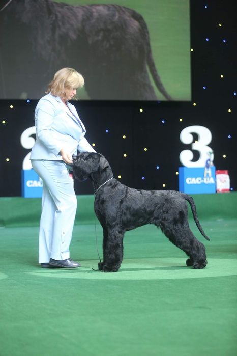 Щенки ризеншнауцера