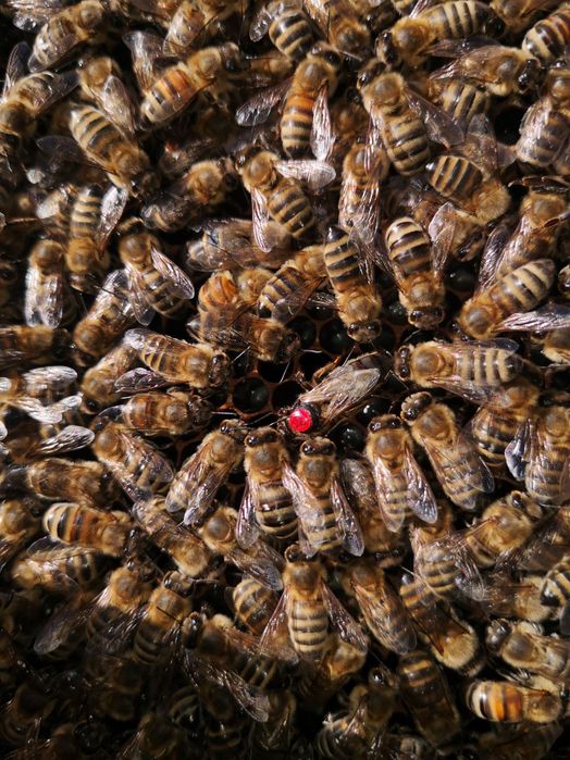 Rodziny pszczele przezimowane