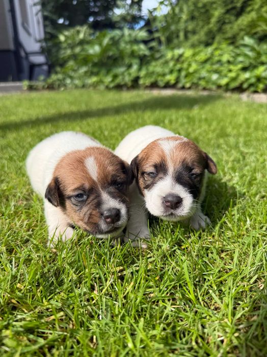Jack Russell Terrier od # SMARTIE * JACKS # Puppies* piękni Rodzice FCI/ZKwP