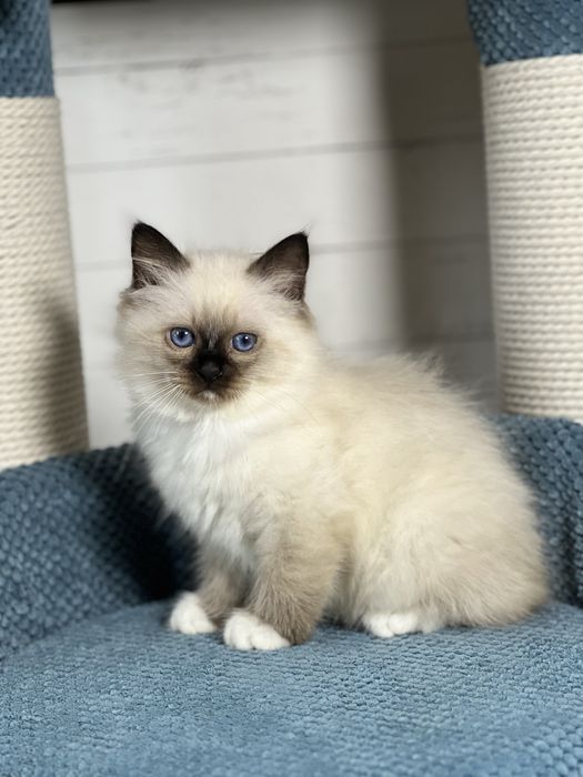 Кошенята Священна Бірма