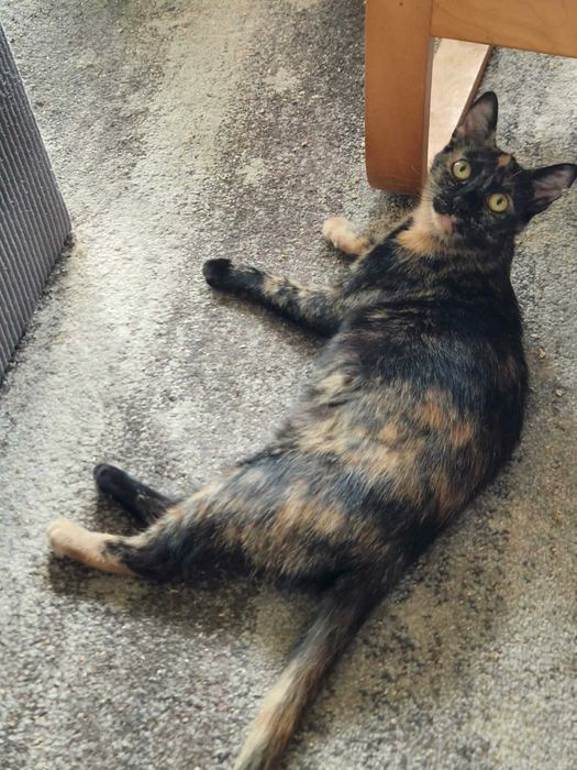 Piękna, młoda szylkretka do adopcji.