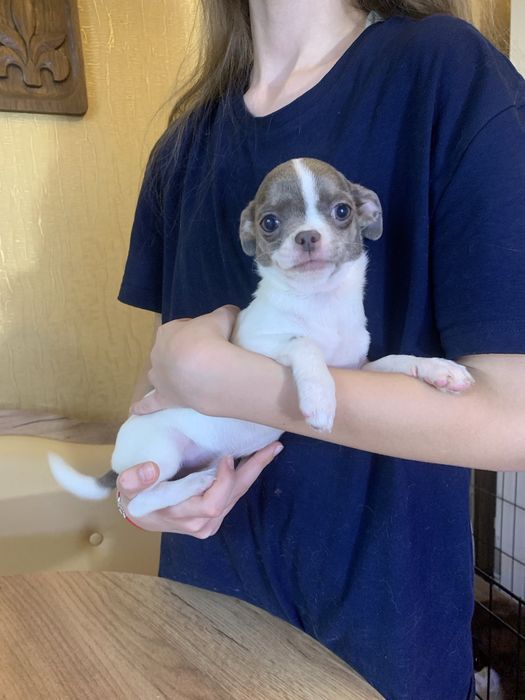 Мини бело-лиловая чихуа девочка, 4 месяца.