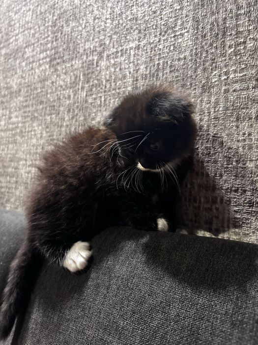 Кошенята шукають люблячу родину