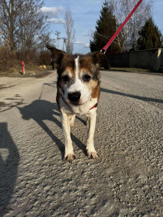 Zdziś – łagodny pies szukający odpowiedzialnego domu
