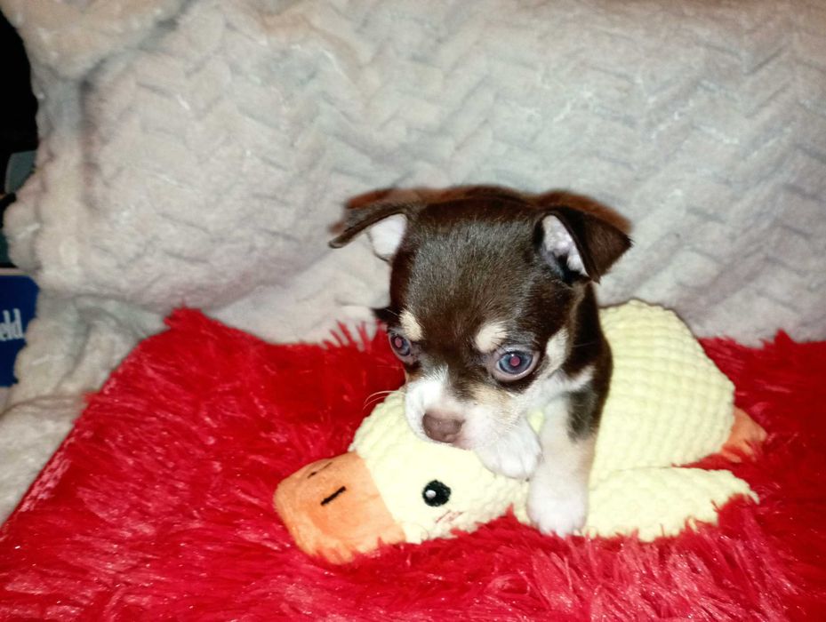 Piesek Chihuahua krótkowłosy