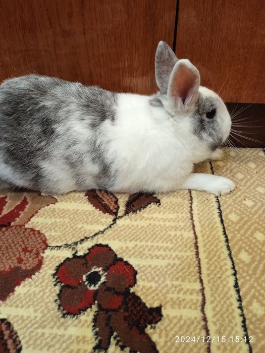 Декоративний  кролик.