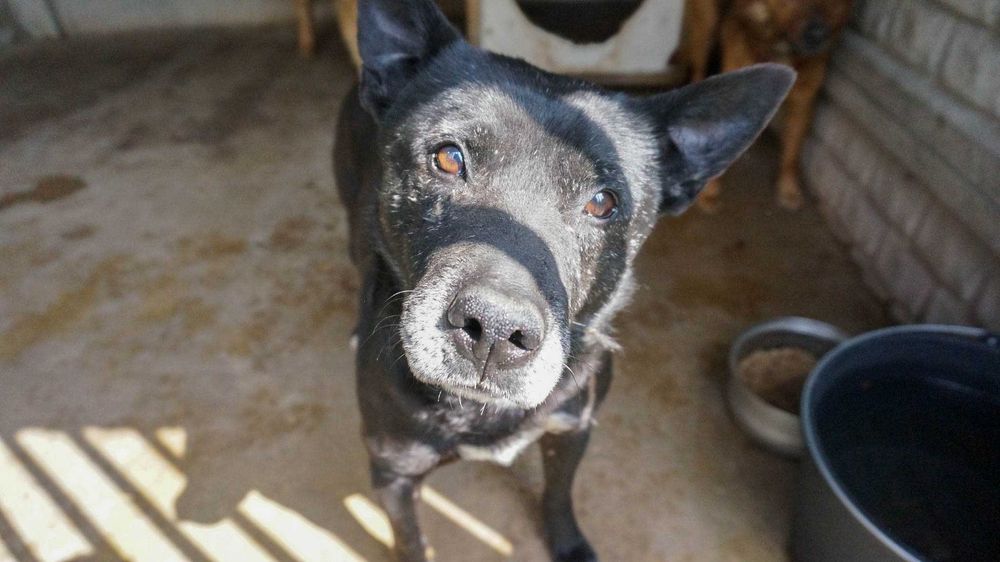 HOT - starszy pies prosi o dom