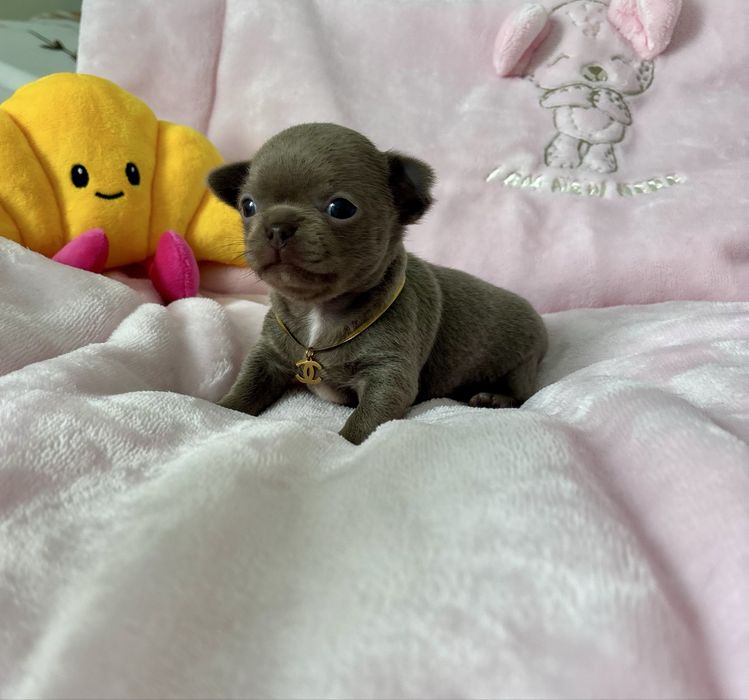 Chihuahua piękna liliowa suczka