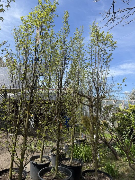 Grab fastigiata - drzewo alejowe lub soliter