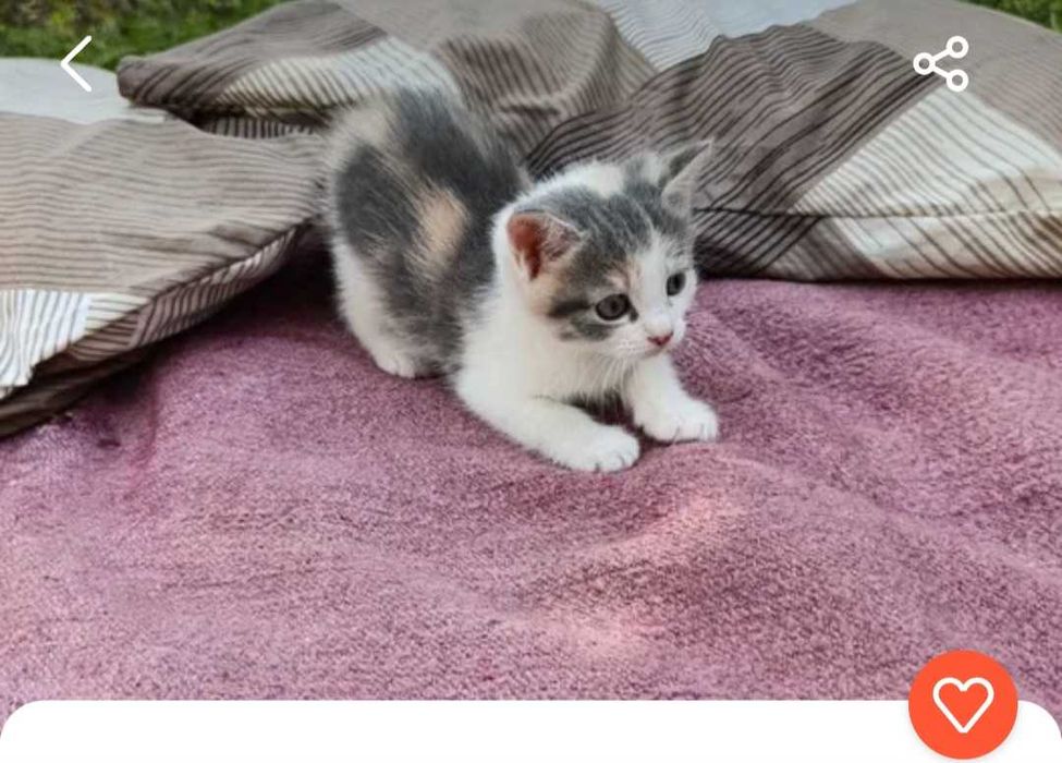 Котеночек девочка