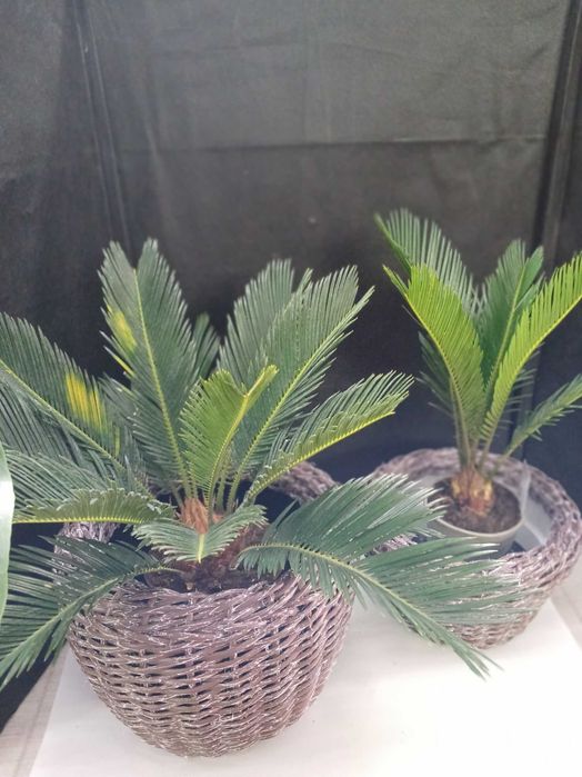 Квіти для колекціонерів.Цикас.