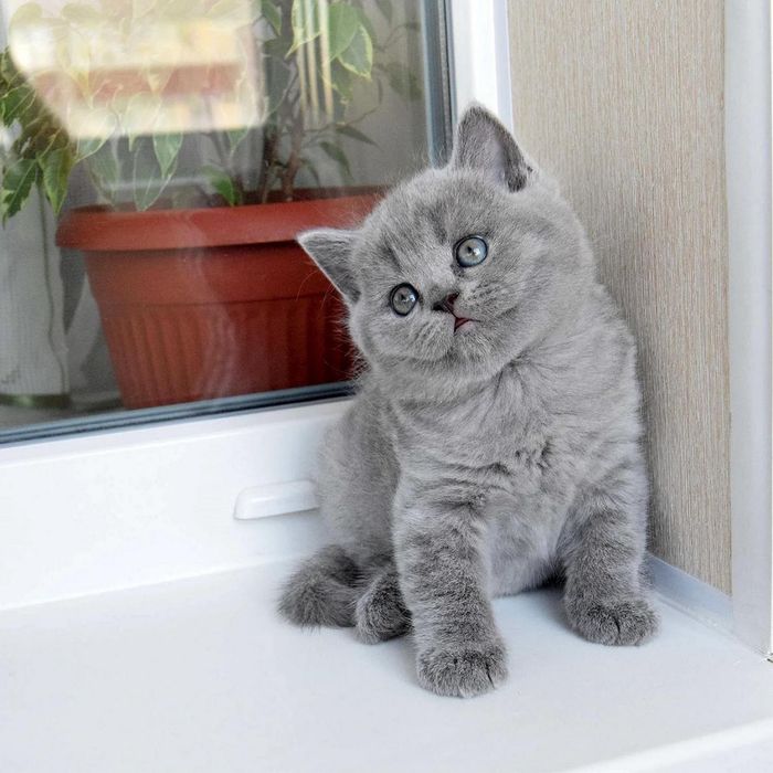 Шотландские плюшевые котята.