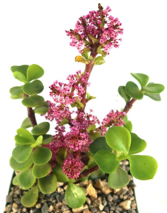 Planta Portulacaria afra