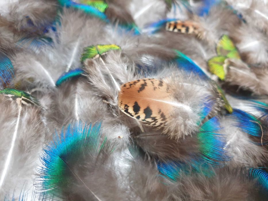 pawie pióra box piór