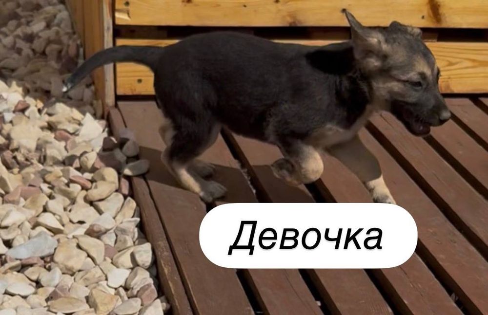 Отдам даром в добрые руки щенков