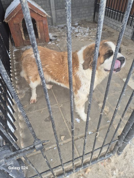 Duży pies Bernardyn