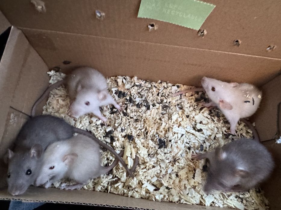 Продам срочно маленьких крысенят!!!