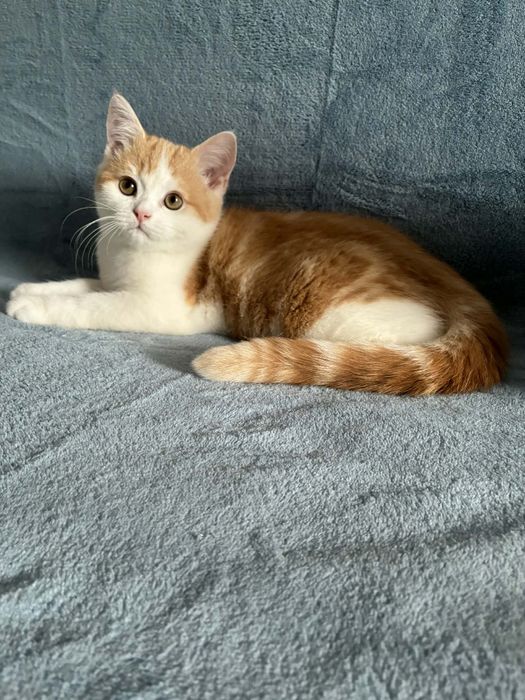 Kocurek brytyjski krótkowłosy