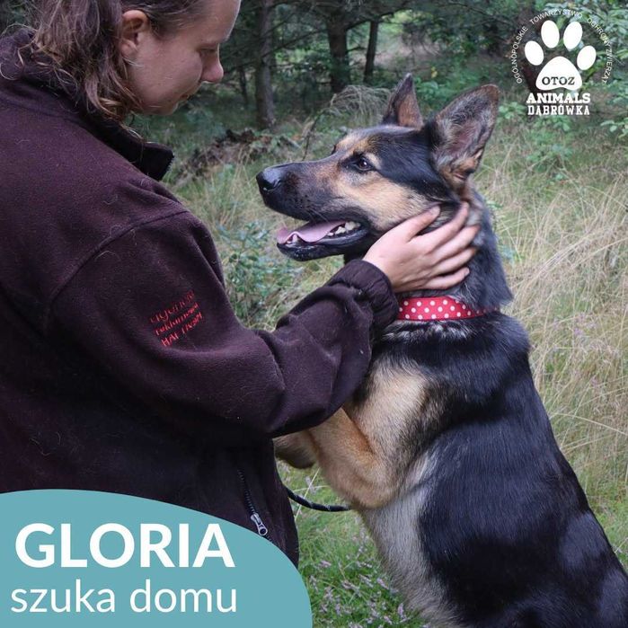 Gloria szuka domu !
