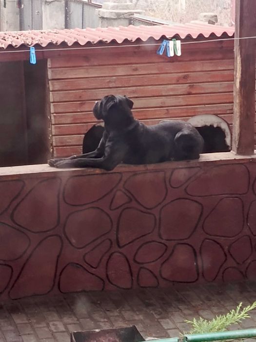 Щенки кане-корсо