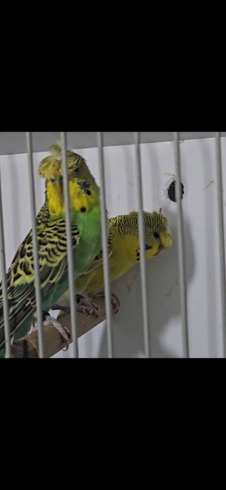Aves para cedência