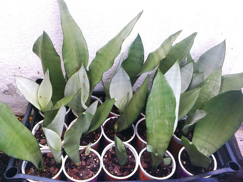 Espadas de São Jorge (planta natural)