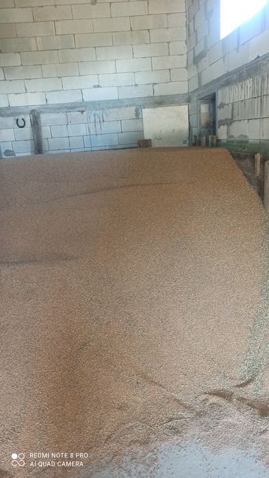 Фуражну пшениця опт та  роздріб