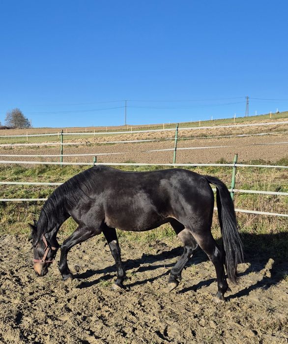 Wałach półfryzyjski