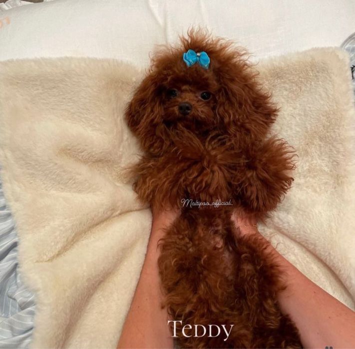 Маленькі серденька Мальтіпу шукають своїх людей