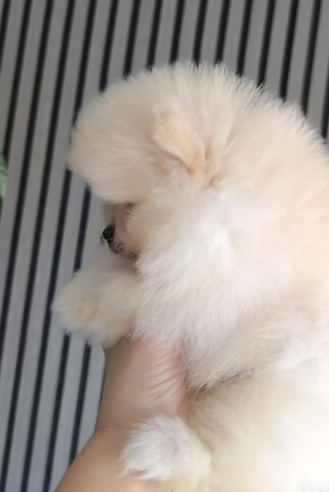 Spitz Anão.Lulu da Pomerânia. Mini Lop e Afixo.Perfeito