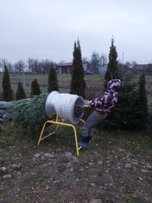 Choinki jodła kaukaska, świerk srebrny.