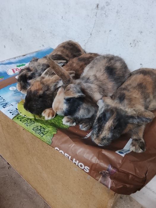 Coelhos Arlequins ou bicolores