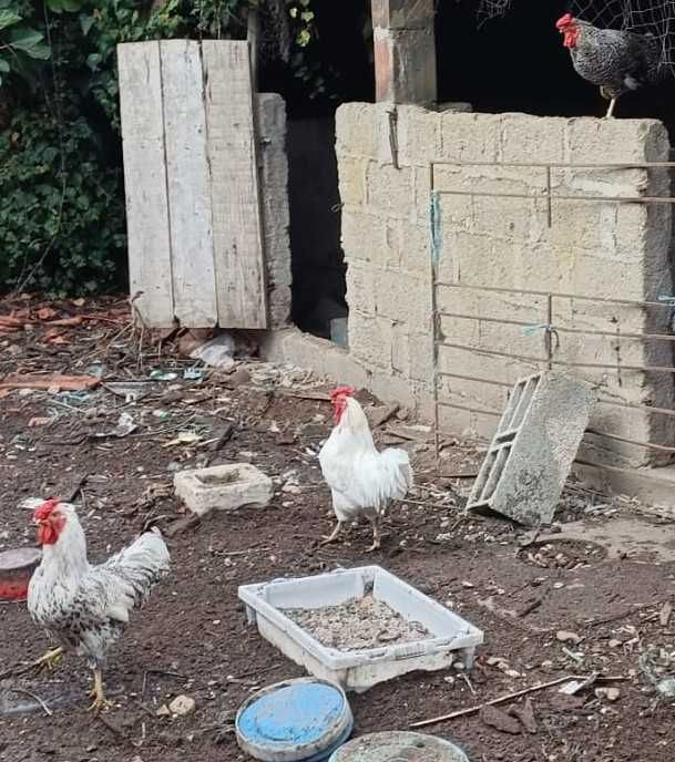 Garnizés/coquixos macho com cerca de um ano